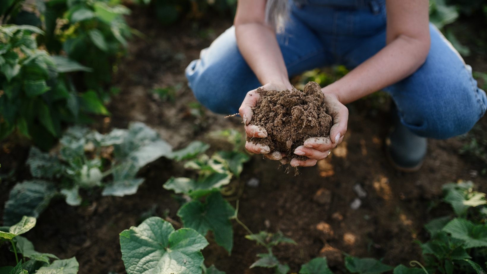 ¿Qué és la agricultura regenerativa?