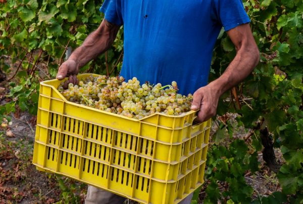 La Agricultura Regenerativa busca soluciones adaptadas a las necesidades específicas del suelo y el cultivo. Por eso, existen diferentes tipologías de compost, cada una con sus propias características y funciones.